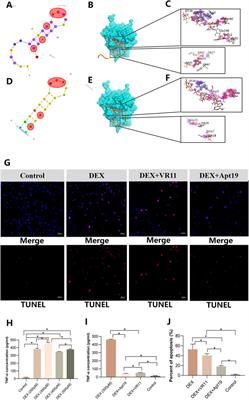 Frontiers | Establishment of the multi-component bone-on-a-chip